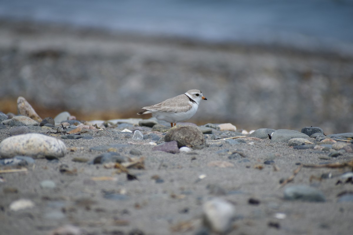 Piping Plover - ML619629574