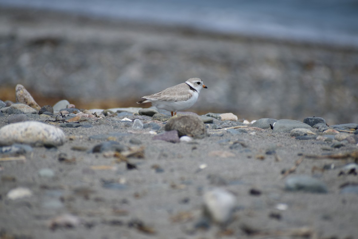 Piping Plover - ML619629575
