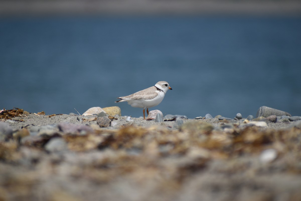 Piping Plover - ML619629576