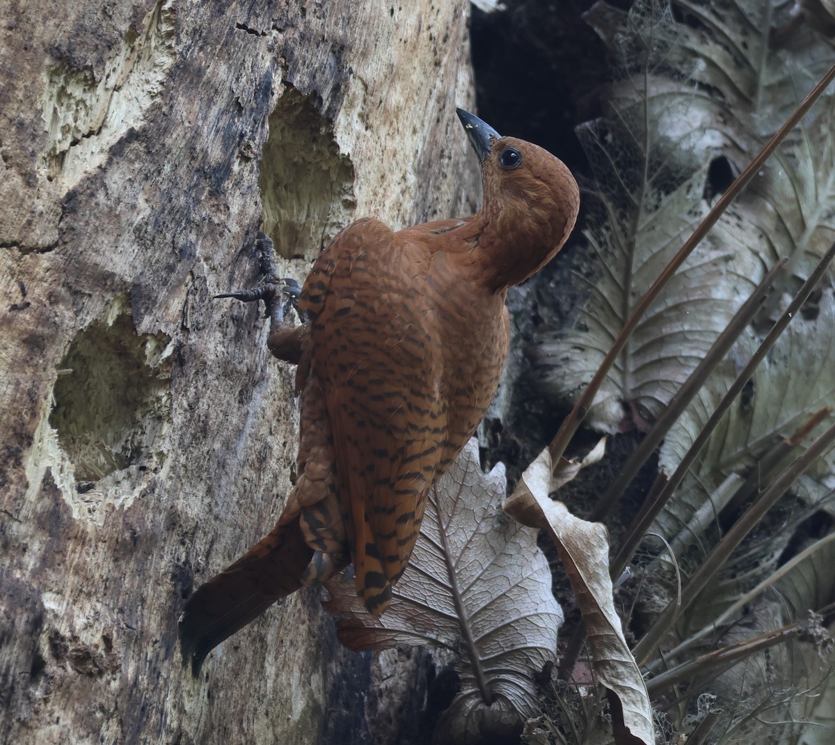 Rufous Woodpecker - Ayan Kanti Chakraborty