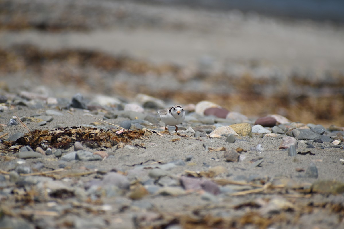 Piping Plover - ML619629578
