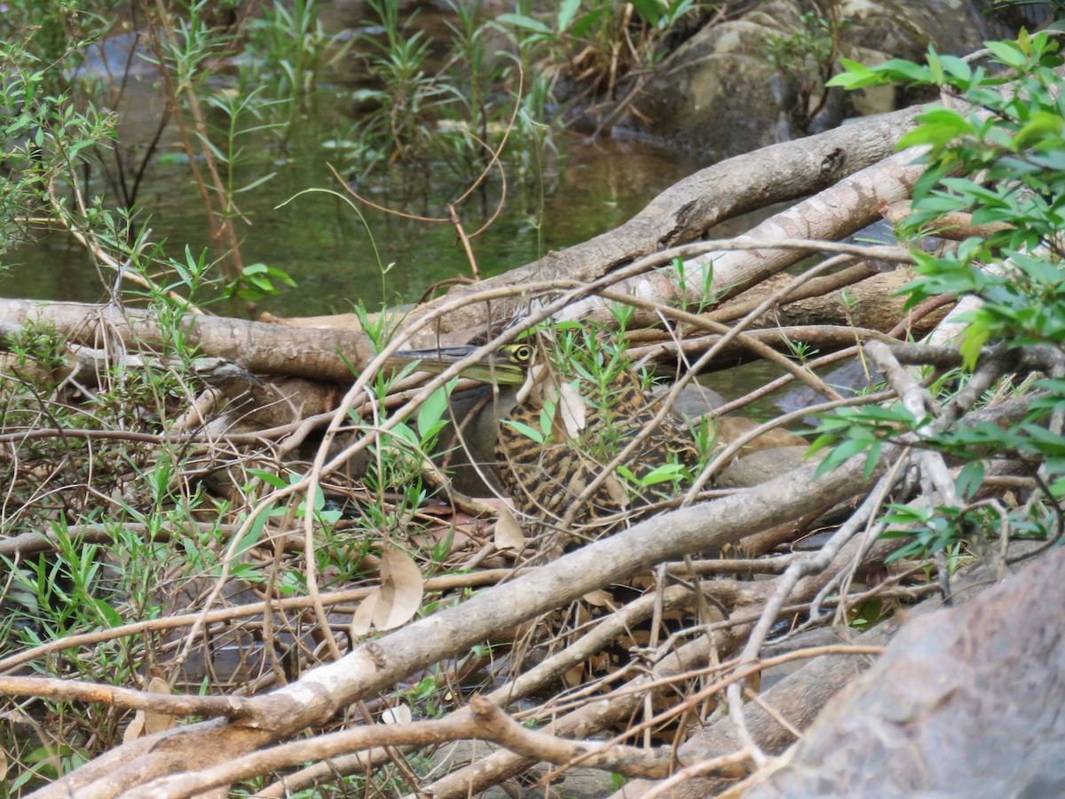 Bare-throated Tiger-Heron - Sam Holcomb