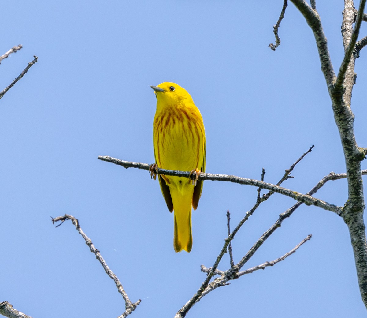 Yellow Warbler - Greg Harrington