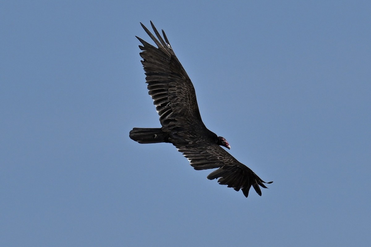 Turkey Vulture - france dallaire