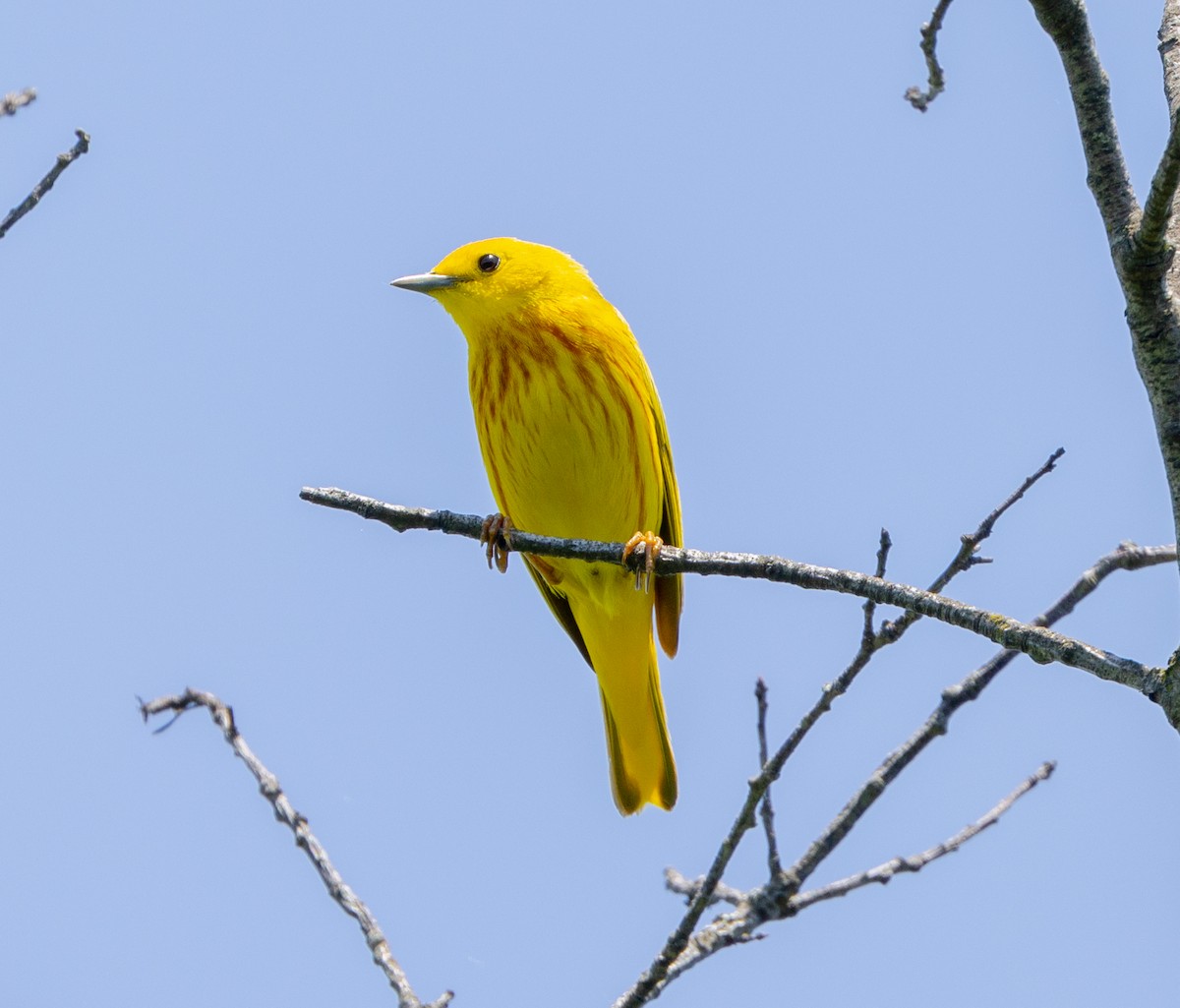 Yellow Warbler - Greg Harrington