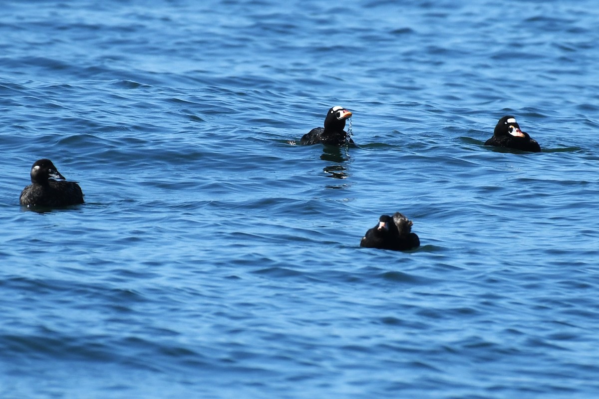 Surf Scoter - Bill Eisele