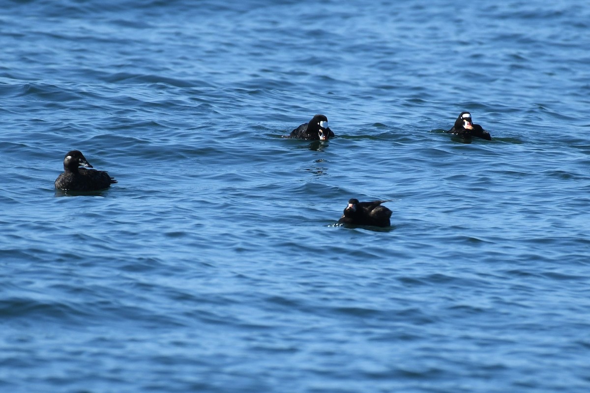 Surf Scoter - Bill Eisele