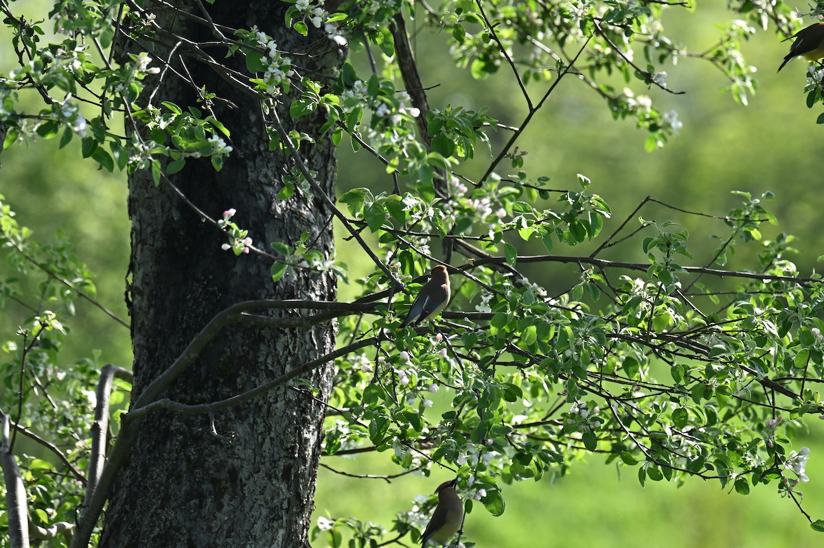 Cedar Waxwing - france dallaire