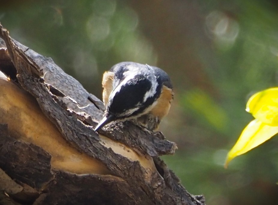 Red-breasted Nuthatch - ML619629605