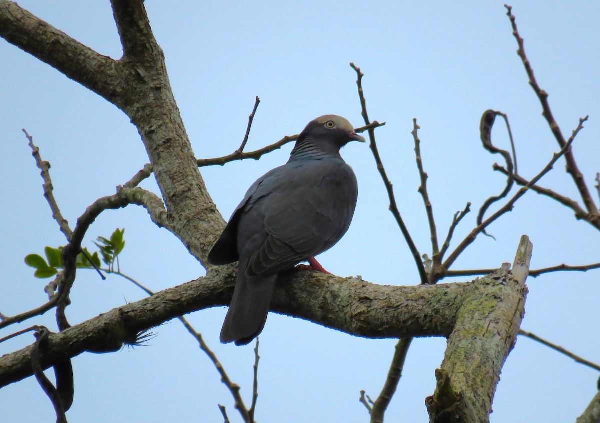 Pigeon à couronne blanche - ML619629606