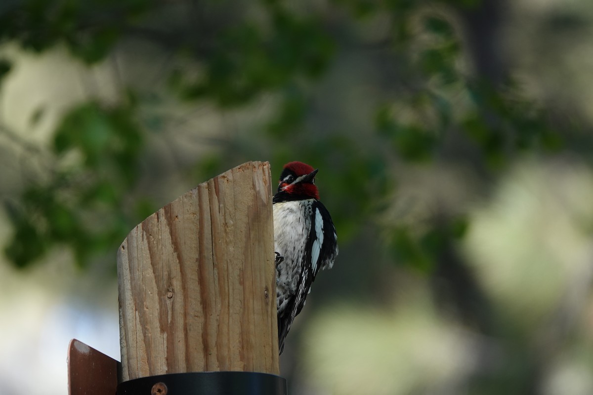 Red-naped Sapsucker - Elizabeth Collins