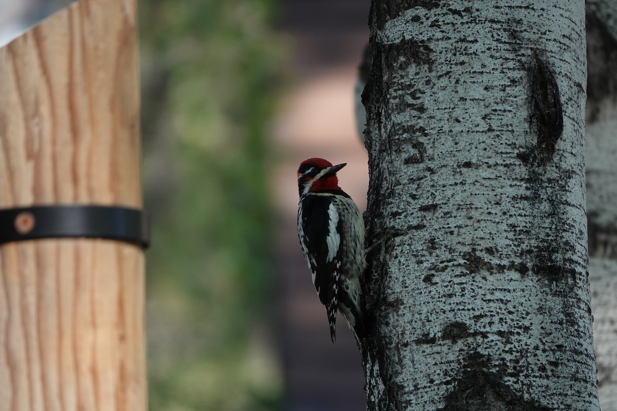 Red-naped Sapsucker - Elizabeth Collins