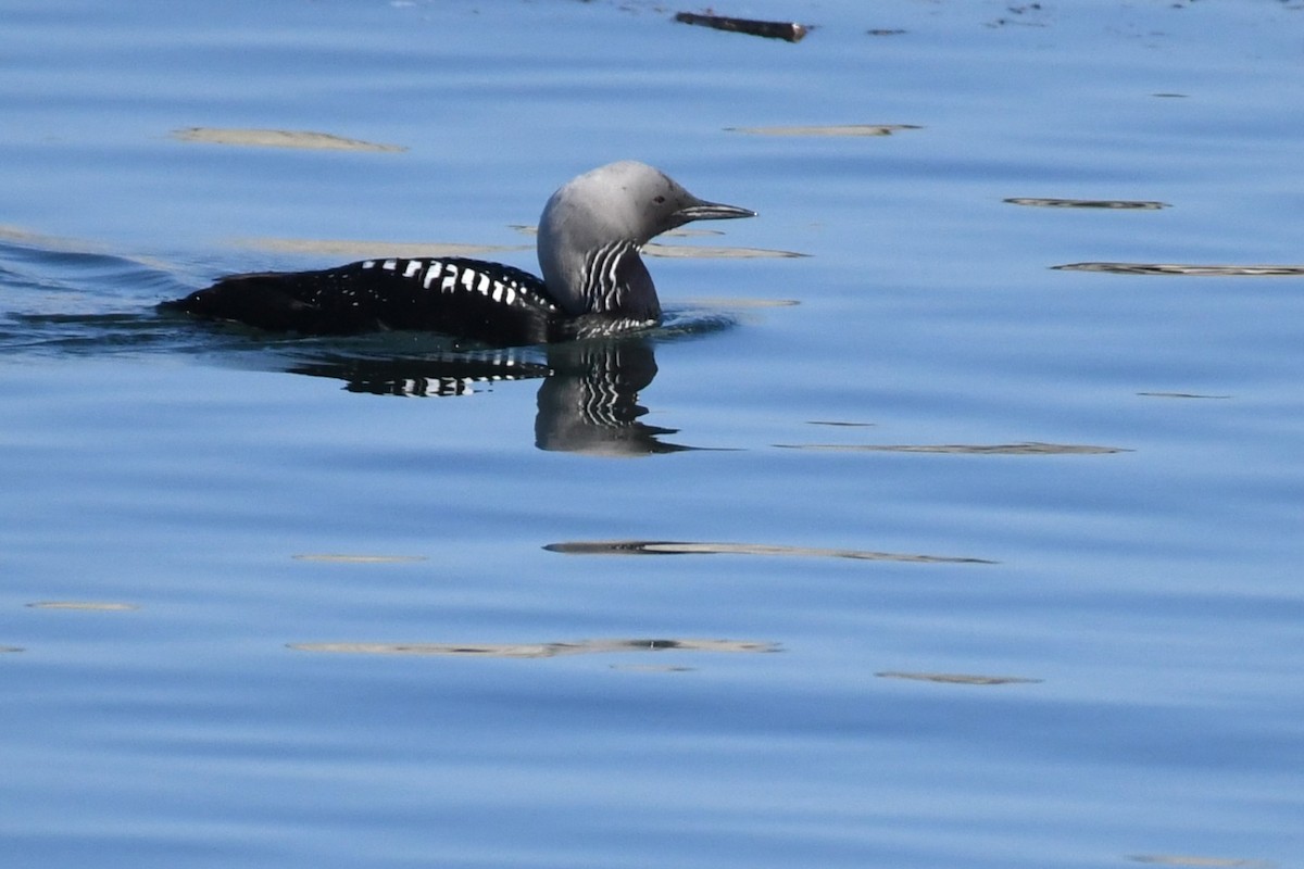 Pacific Loon - Bill Eisele