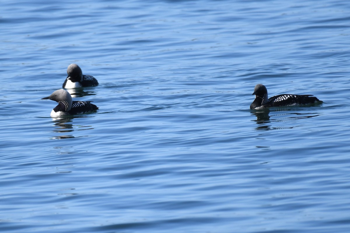 Pacific Loon - Bill Eisele