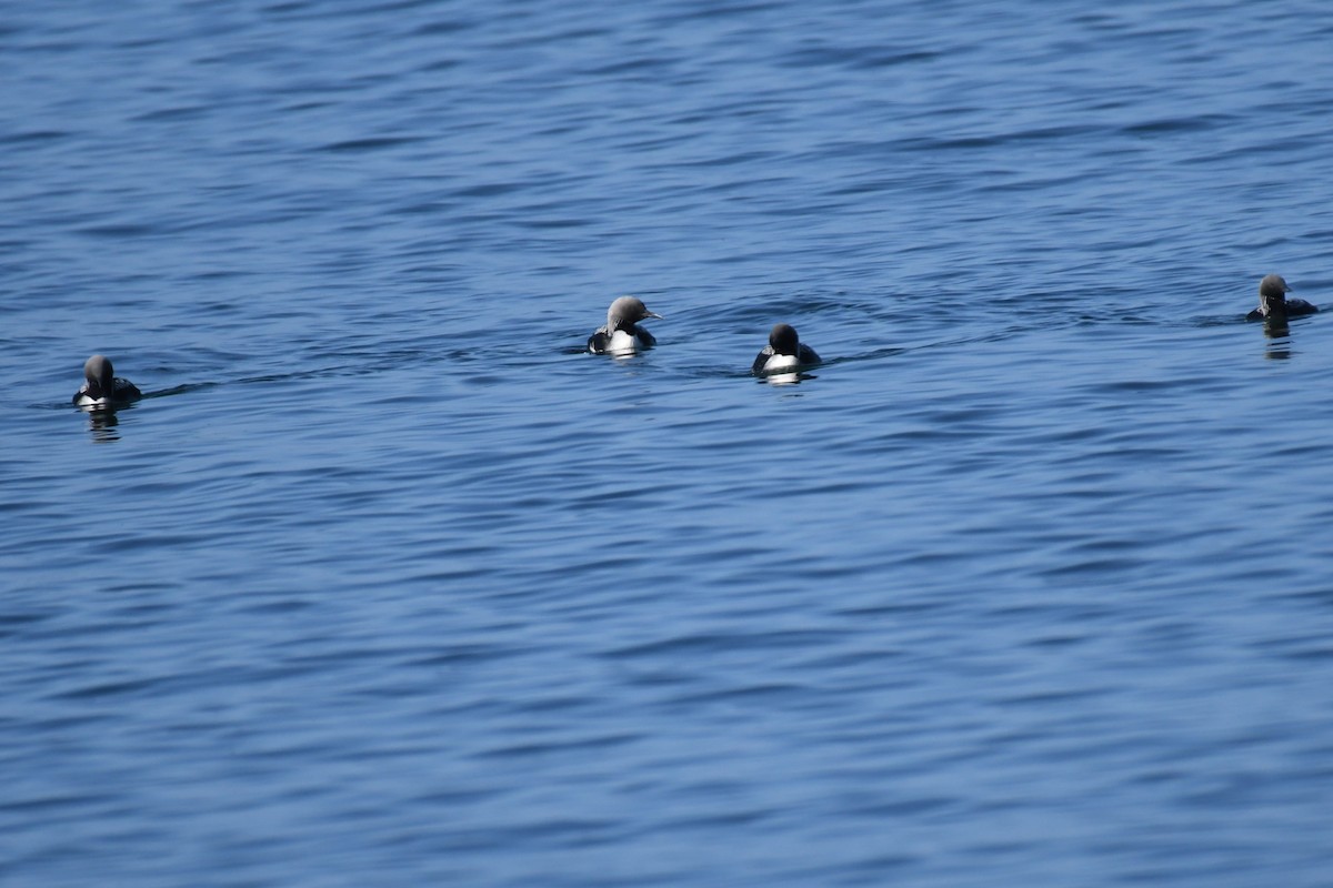 Pacific Loon - Bill Eisele