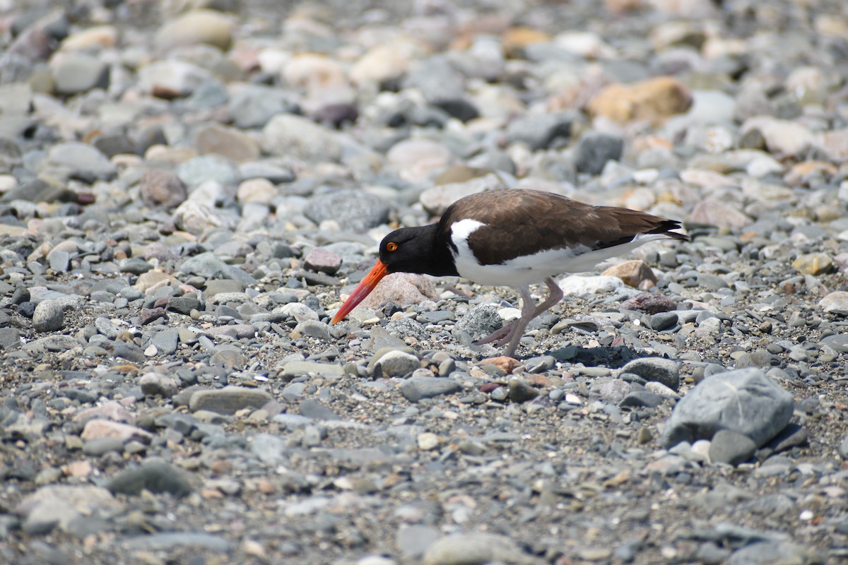 American Oystercatcher - ML619629625