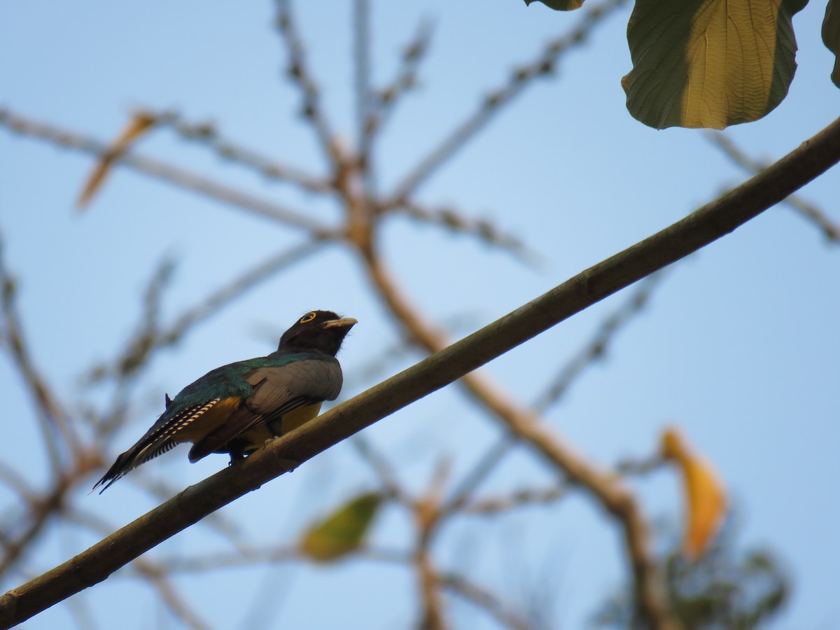 Gartered Trogon - Sam Holcomb