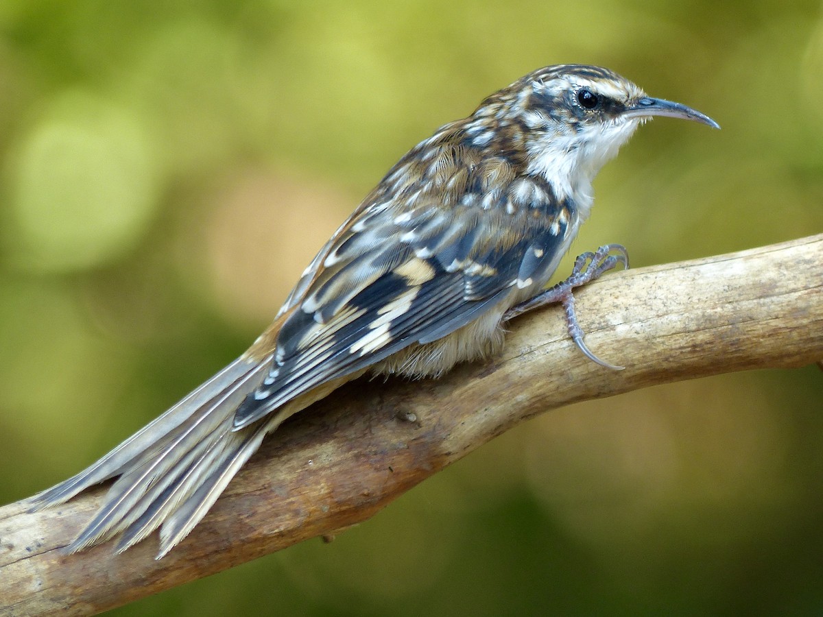 Brown Creeper - mark lundgren