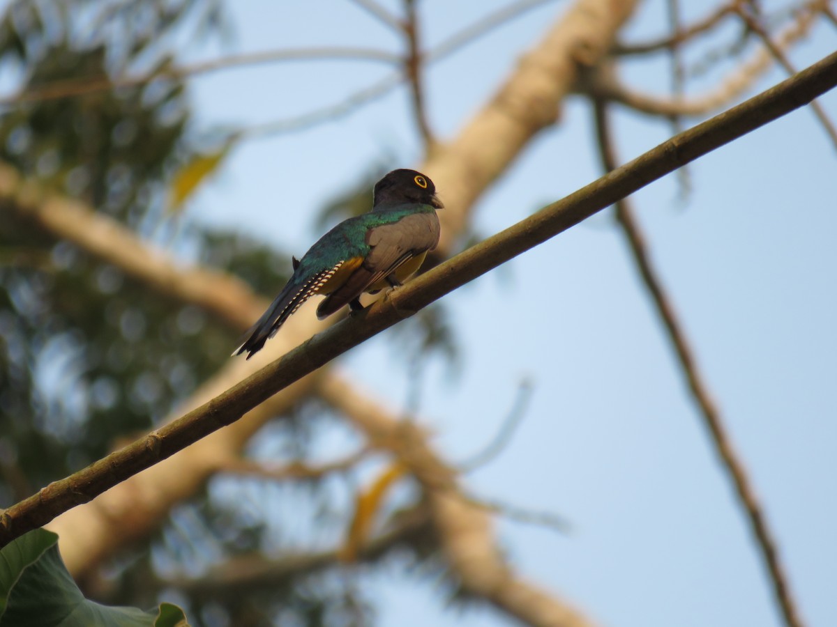 Gartered Trogon - Sam Holcomb