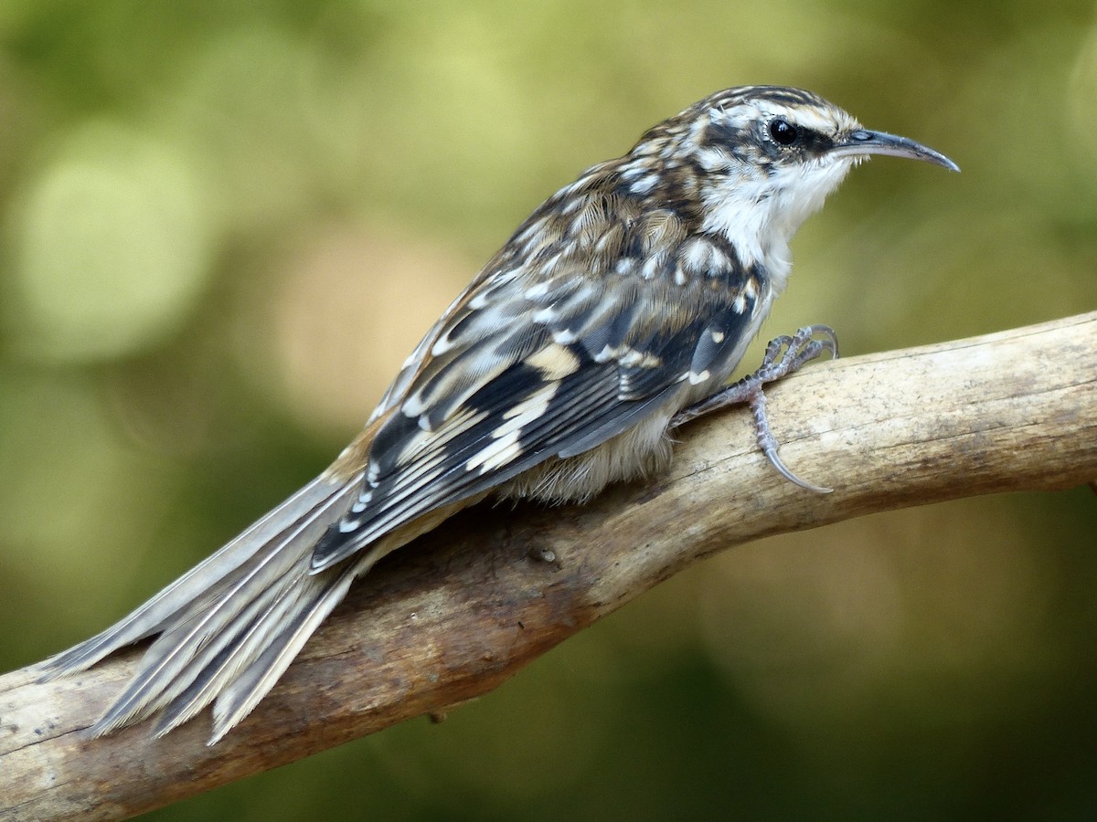 Brown Creeper - mark lundgren