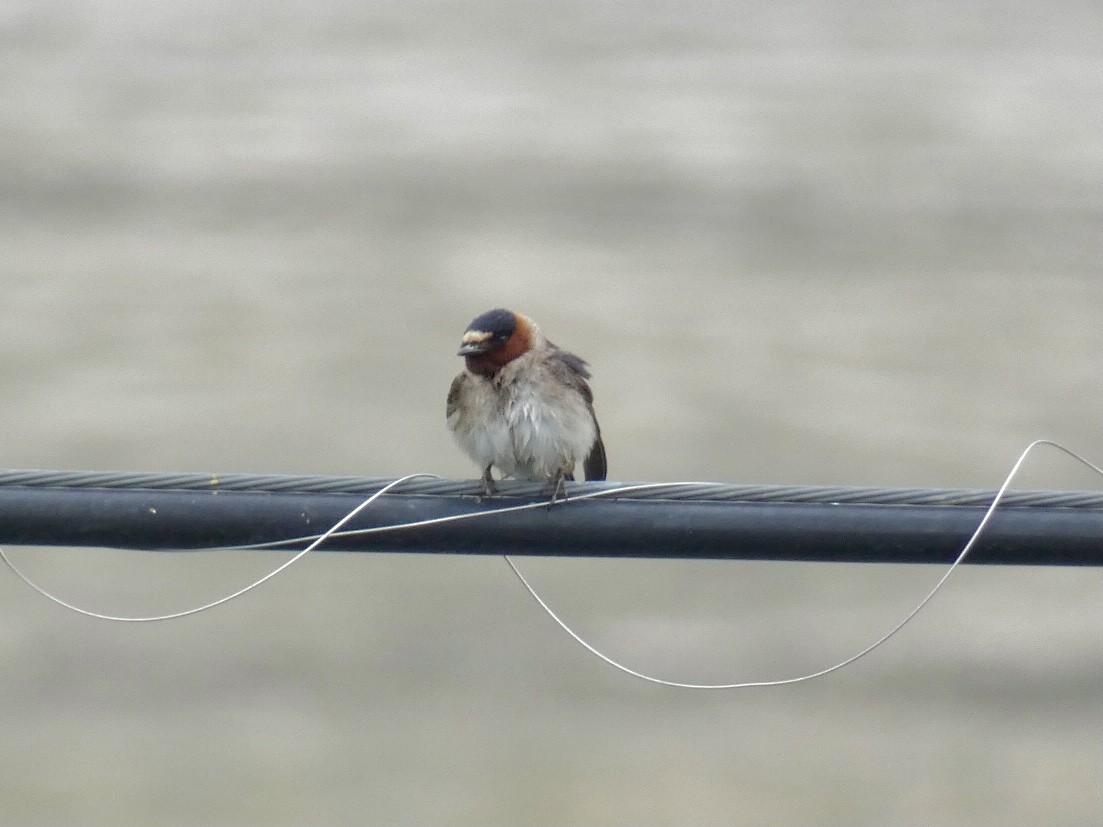 Cliff Swallow - Reeve Cowne