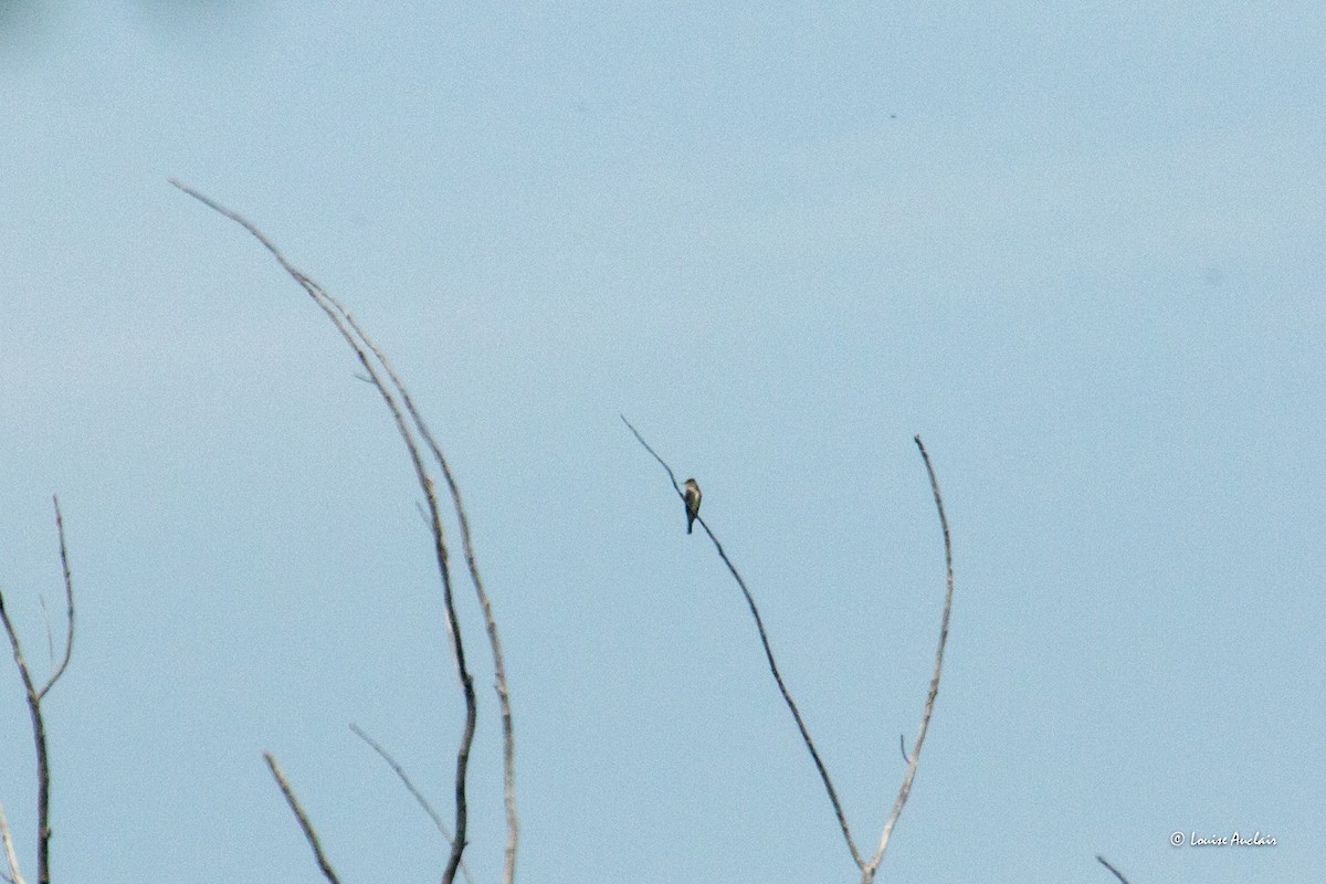 Olive-sided Flycatcher - Louise Auclair