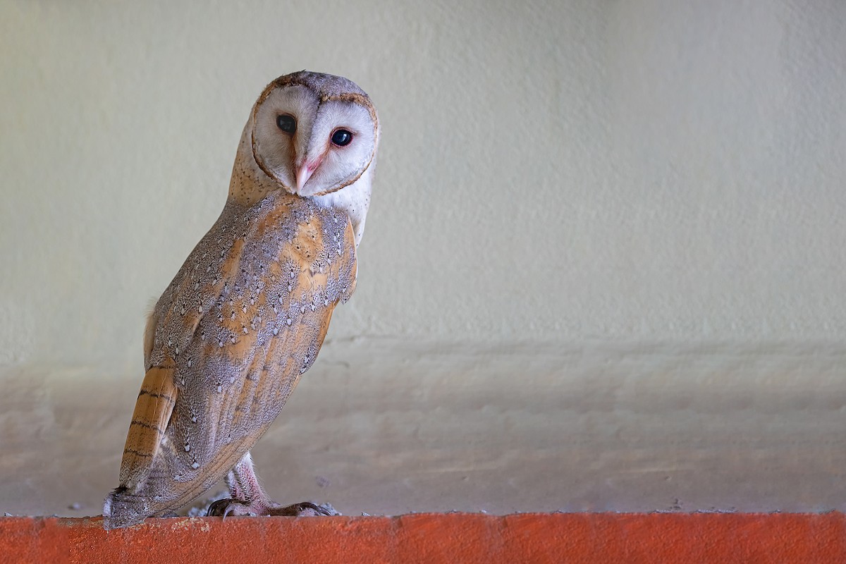 Barn Owl - Parthasarathi Chakrabarti