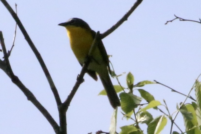Yellow-breasted Chat - ML619629668