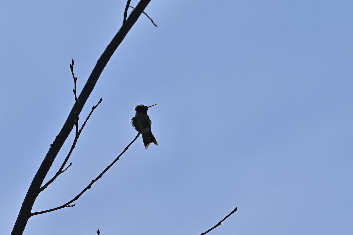 Ruby-throated Hummingbird - france dallaire