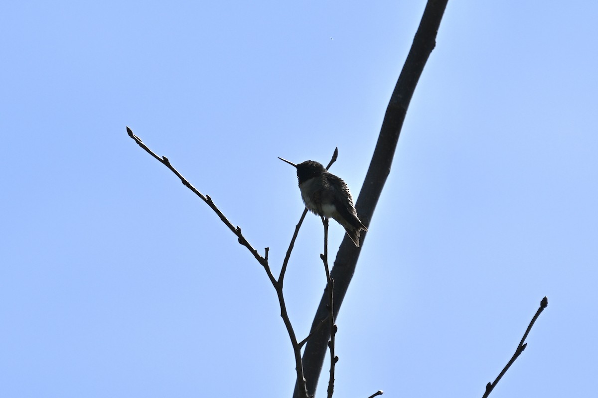 Ruby-throated Hummingbird - france dallaire