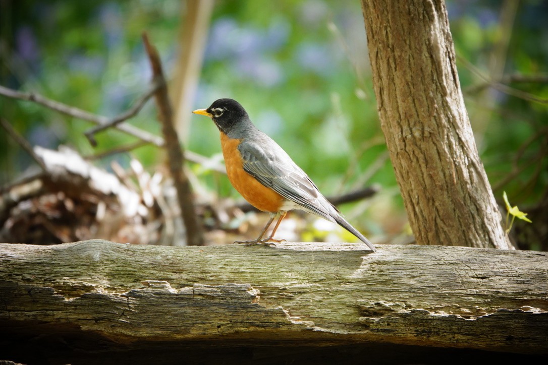 American Robin - Anonymous