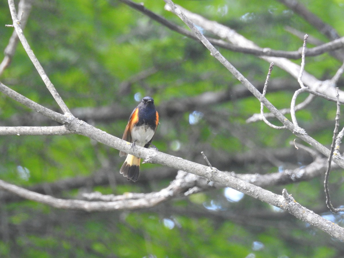 American Redstart - Tom Dibblee