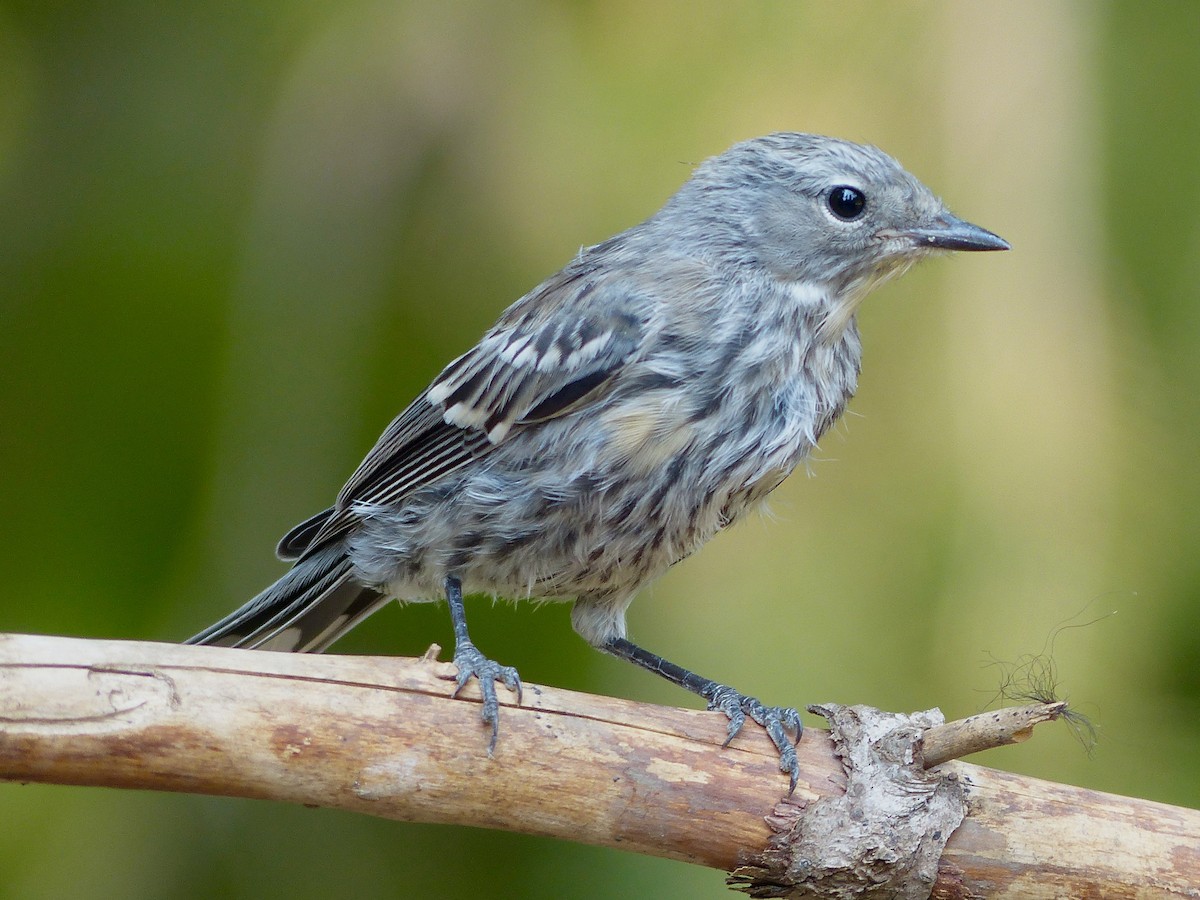 Yellow-rumped Warbler - mark lundgren