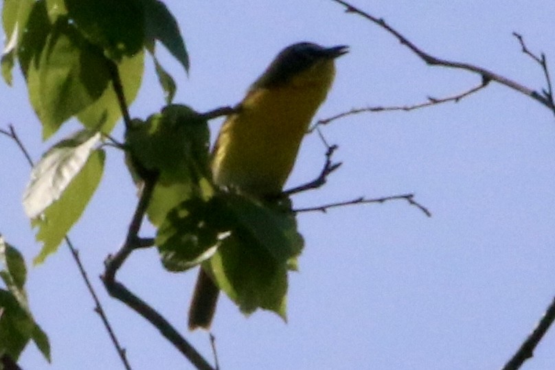 Yellow-breasted Chat - ML619629687