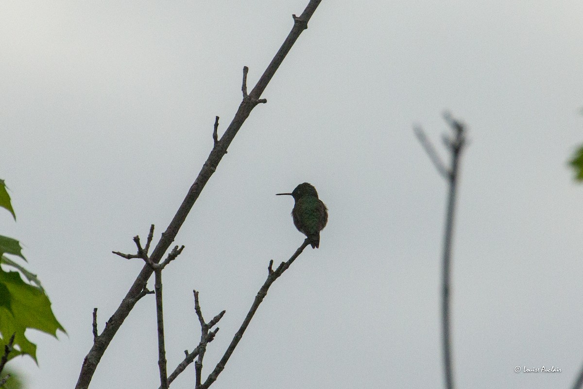 Ruby-throated Hummingbird - Louise Auclair