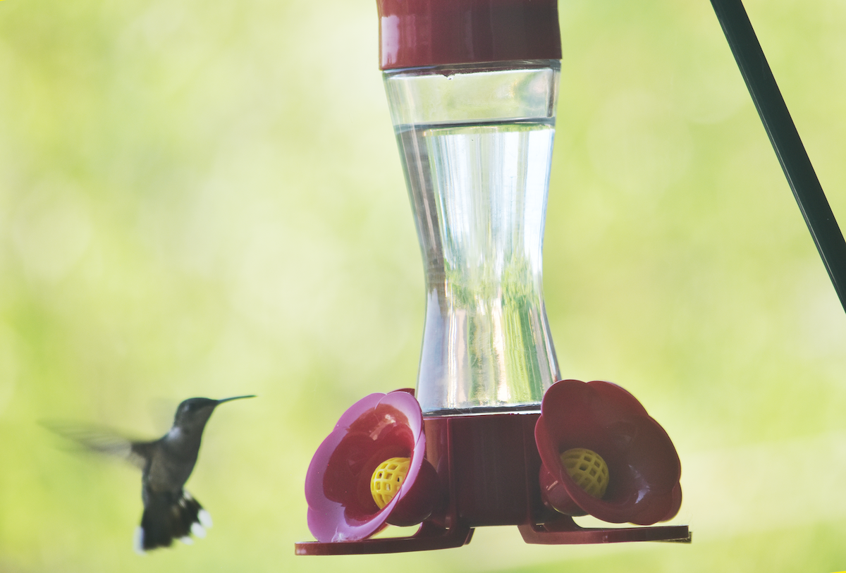 Ruby-throated Hummingbird - Mike Tiefenbach