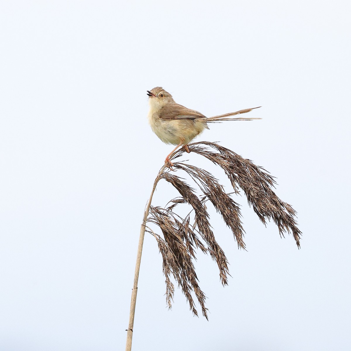 Plain Prinia - Sam Zhang