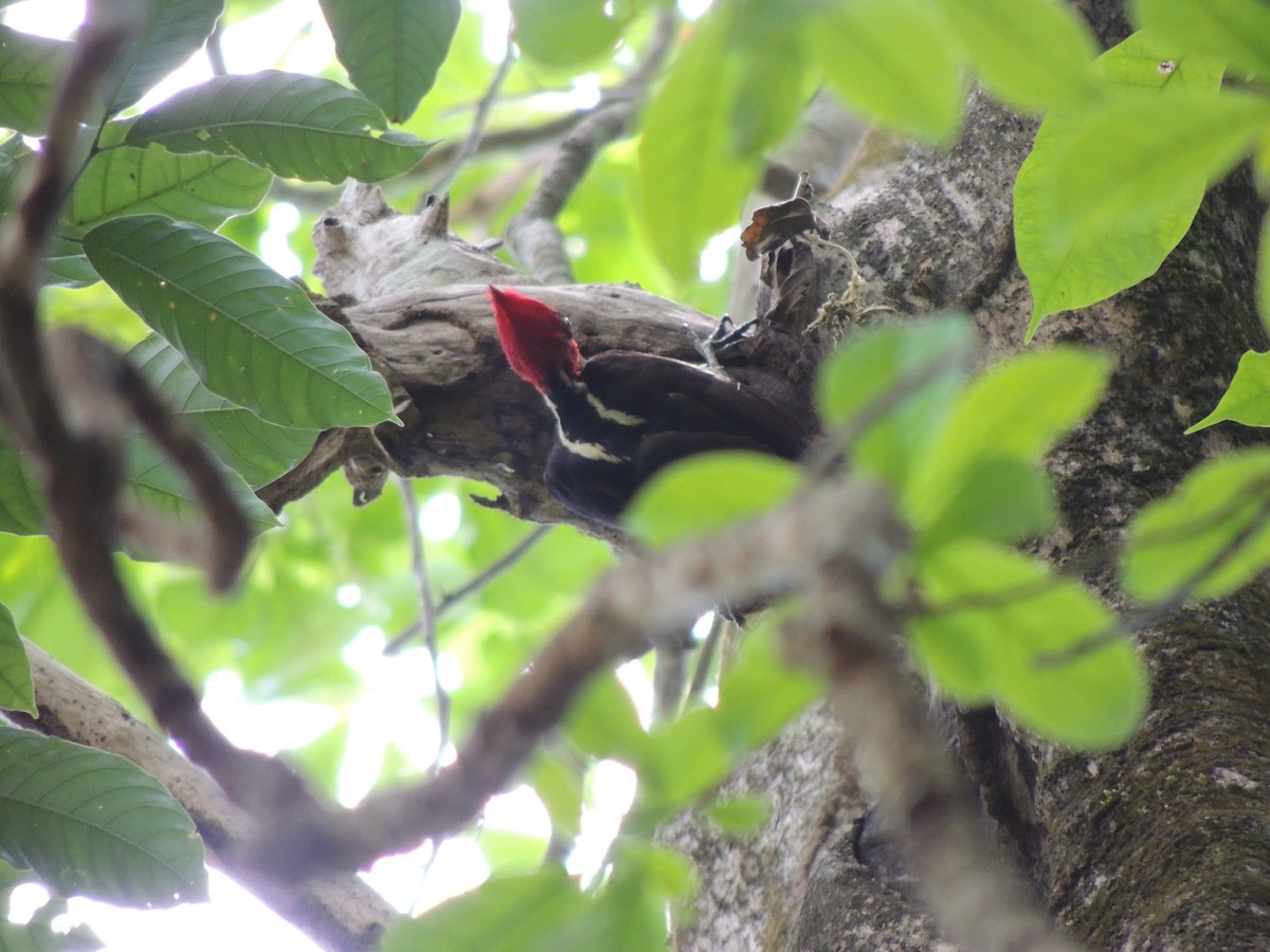 Pale-billed Woodpecker - Roger Lambert