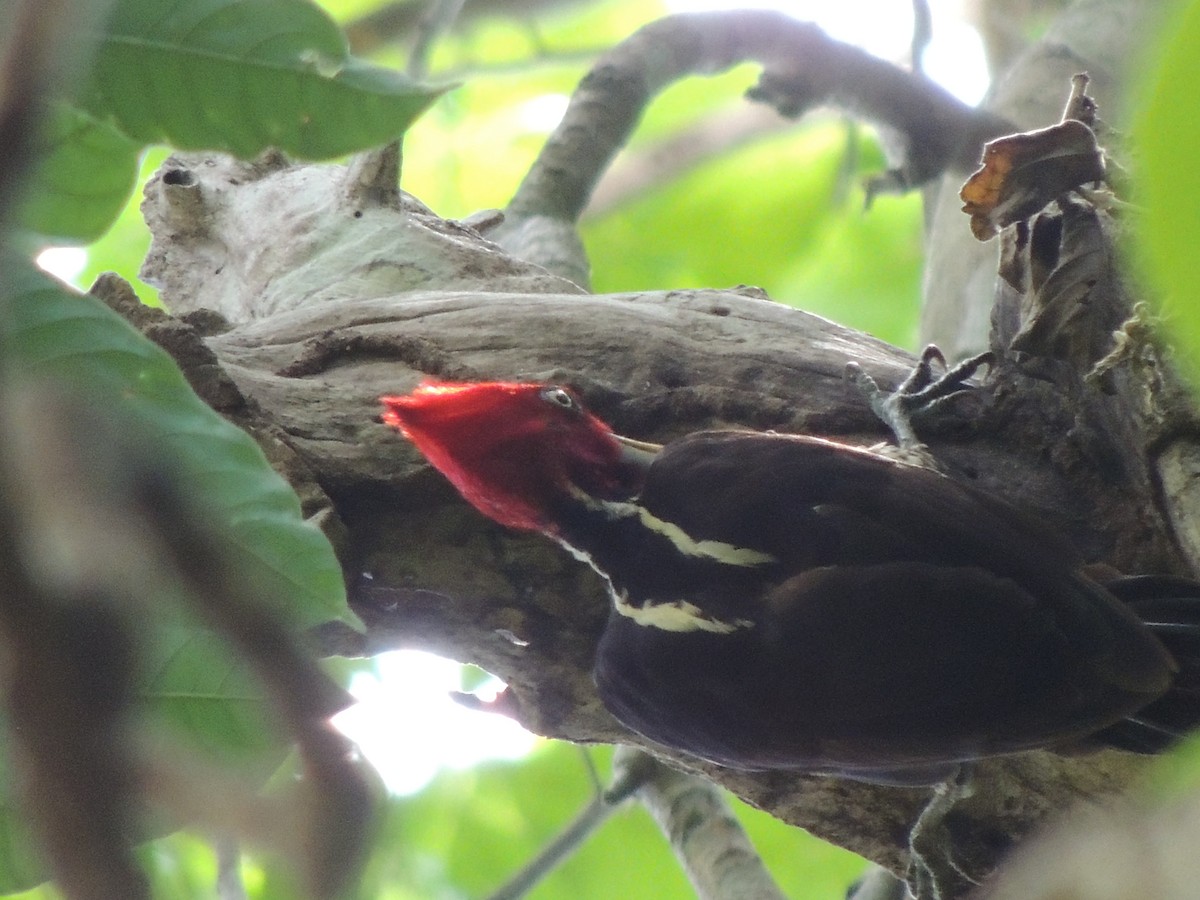 Pale-billed Woodpecker - Roger Lambert