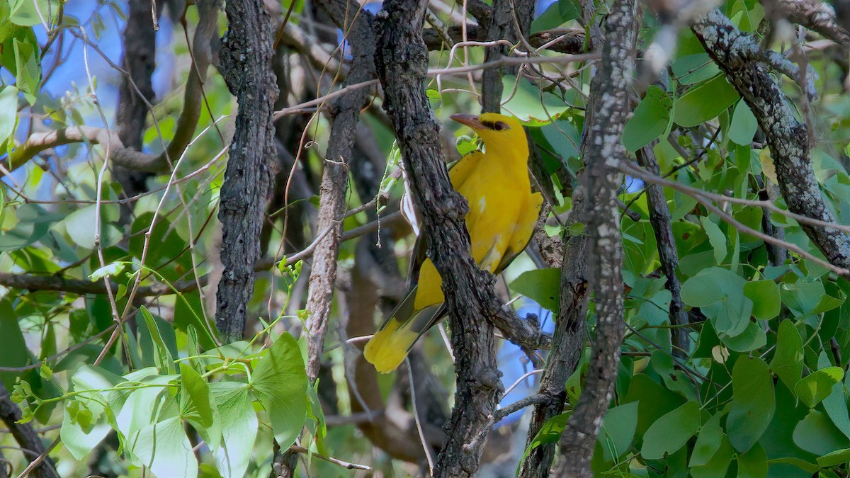 Eurasian Golden Oriole - ML619629705