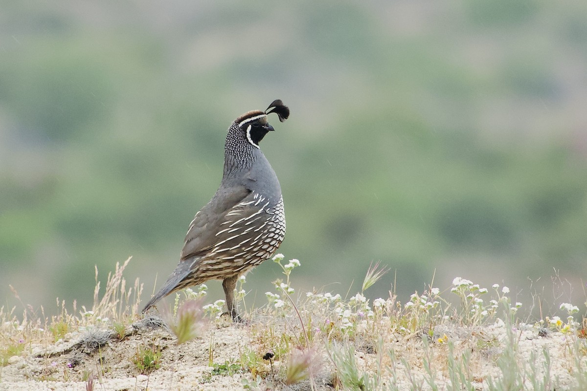 California Quail - Craig Robson