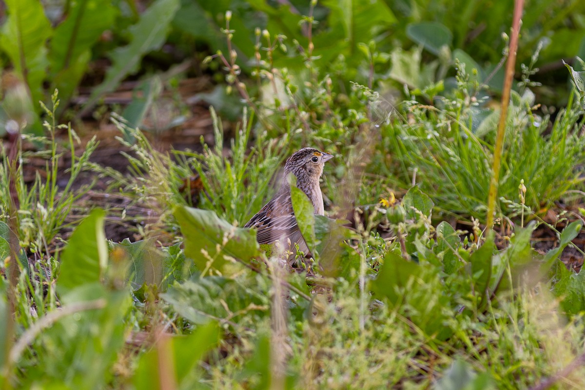 Grasshopper Sparrow - ML619629708