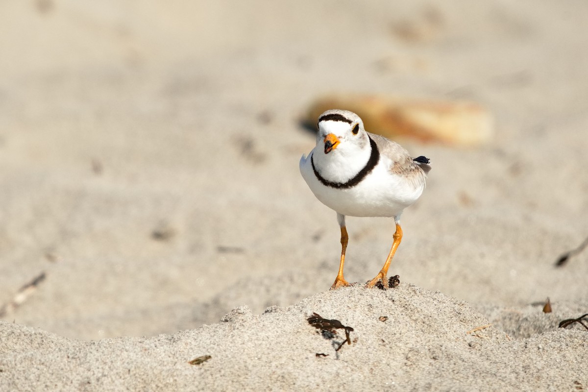 Piping Plover - ML619629709
