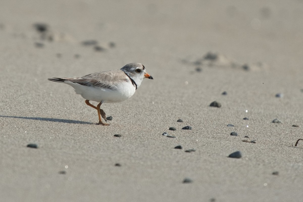 Piping Plover - ML619629710