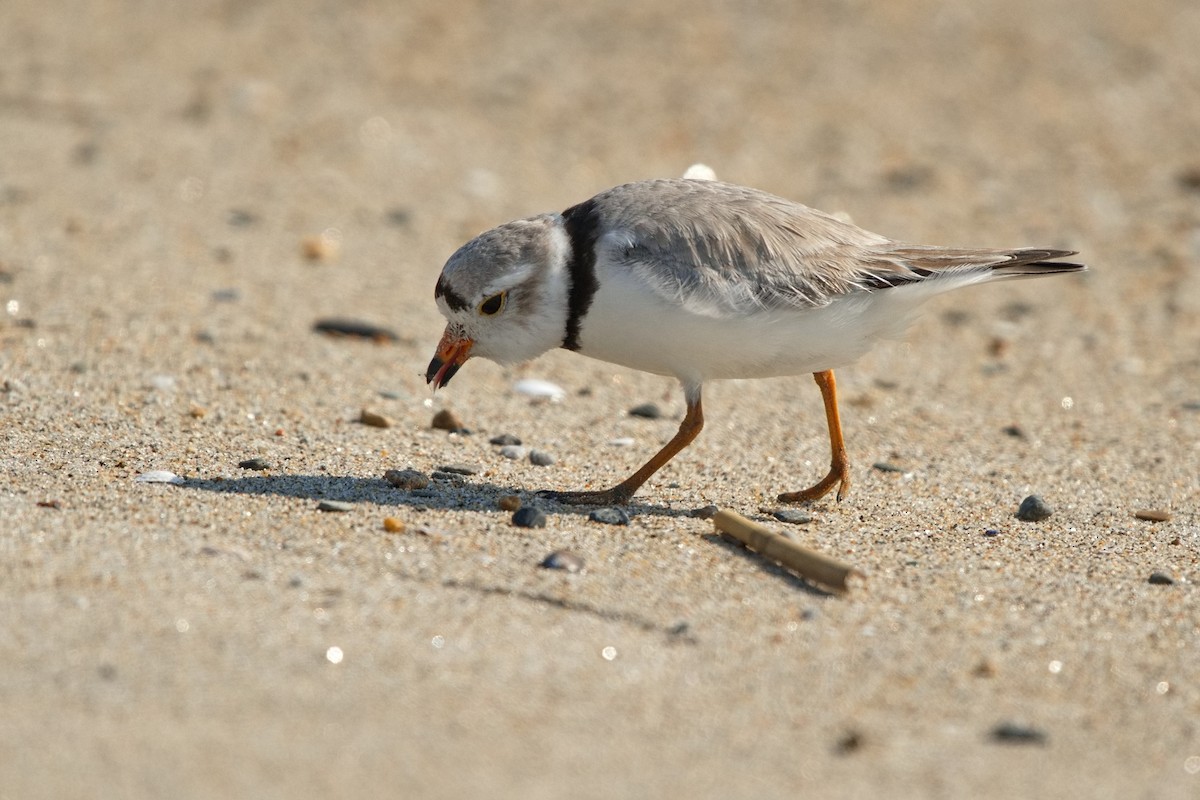 Piping Plover - ML619629711
