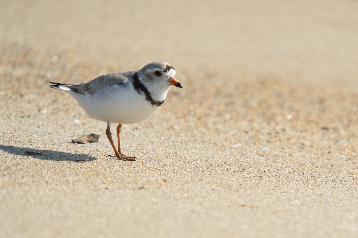 Piping Plover - ML619629712