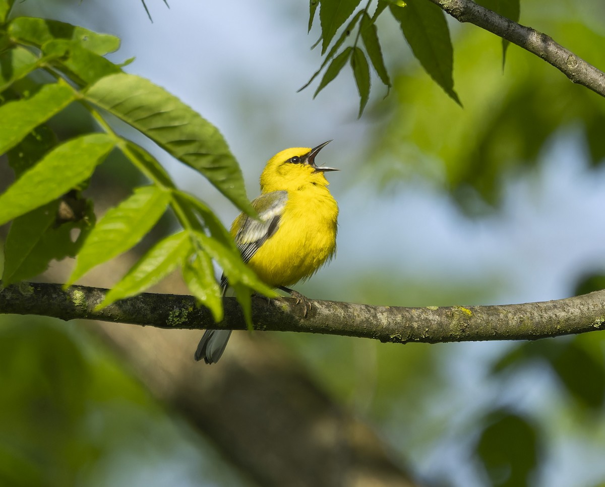 Blue-winged Warbler - Anonymous