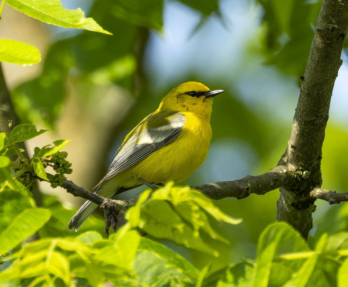 Blue-winged Warbler - Anonymous