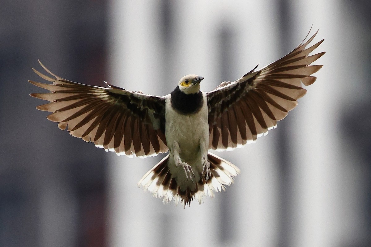 Black-collared Starling - Sam Zhang