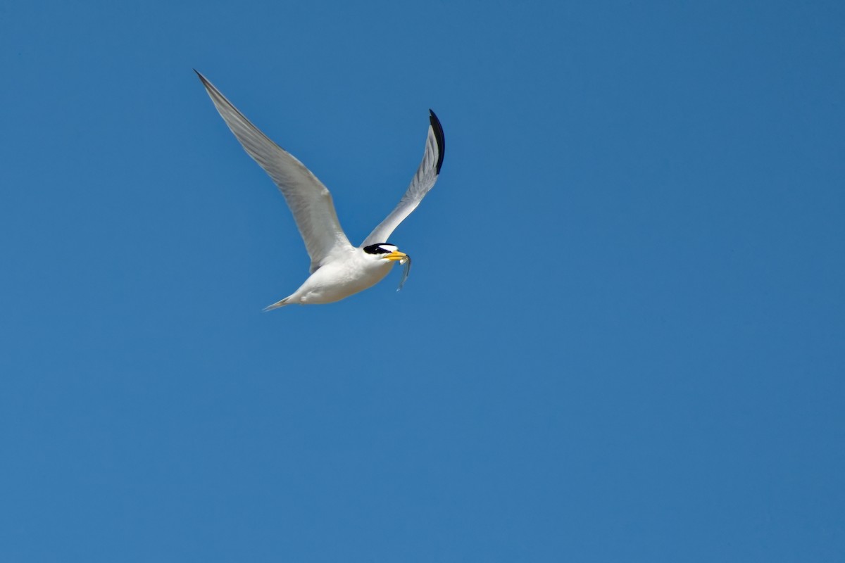 Least Tern - Ken Faucher